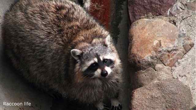 The Biggest Raccoon On Record In The World s Largest Pet The Biggest Raccoon On Record In The World s Largest Pet