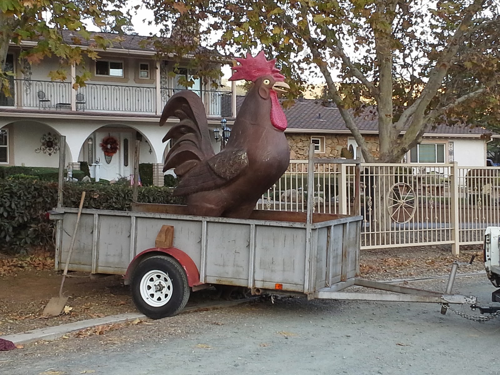 Largest Rooster ever delivered by