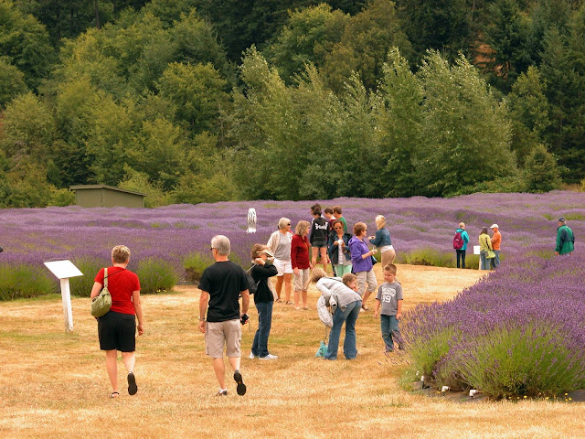 Lavender Festival at Pelindaba Lavender Farm 2014