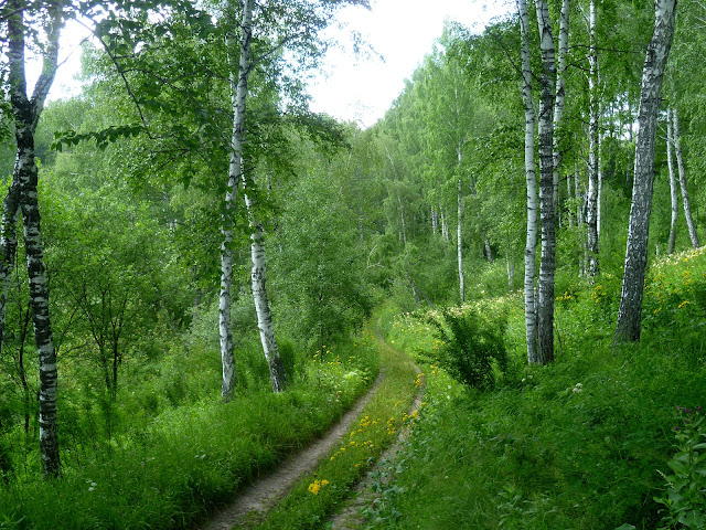 Новосибирская область, Жеребцово – в лесу