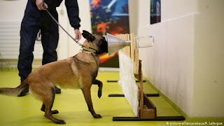 Police dogs trained to sniff out COVID19