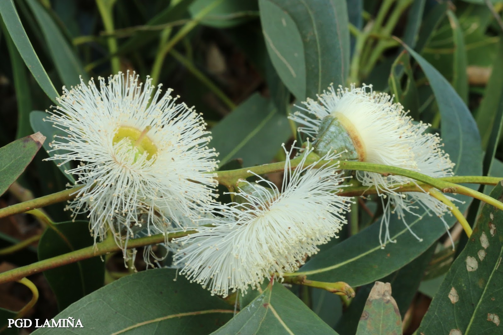 EUCALYPTUS GLOBULUS. eucalipto blanco.