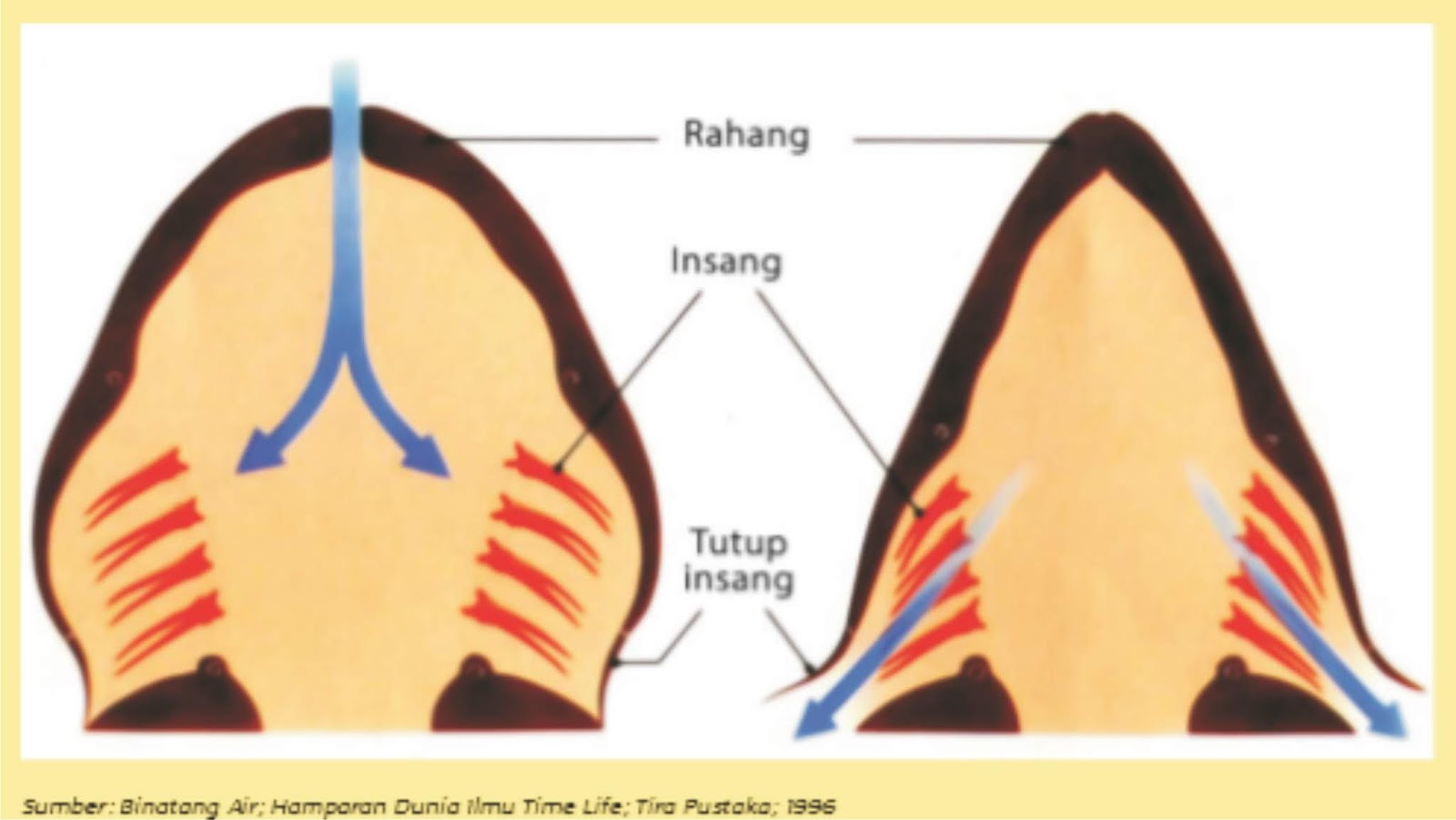 7 Hewan Dengan Sistem Pernapasanya Materi Kelas V Sd Mi Tema 2