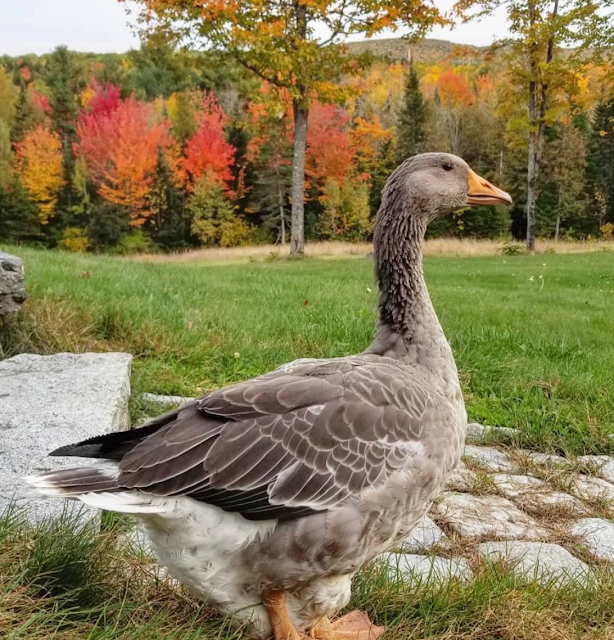 All About Goose Eyesight - Fresh Eggs Daily® with Lisa Steele