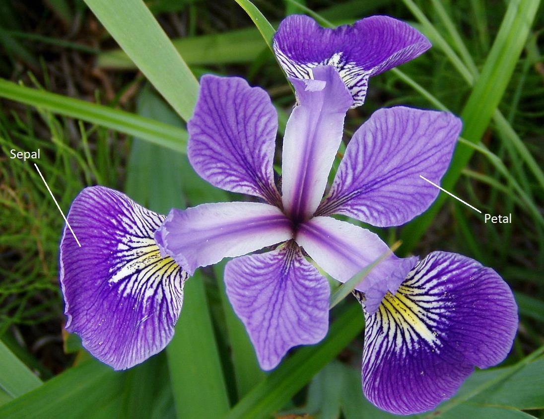Machine Learning Tutorial Building Iris Flower Species Classifier