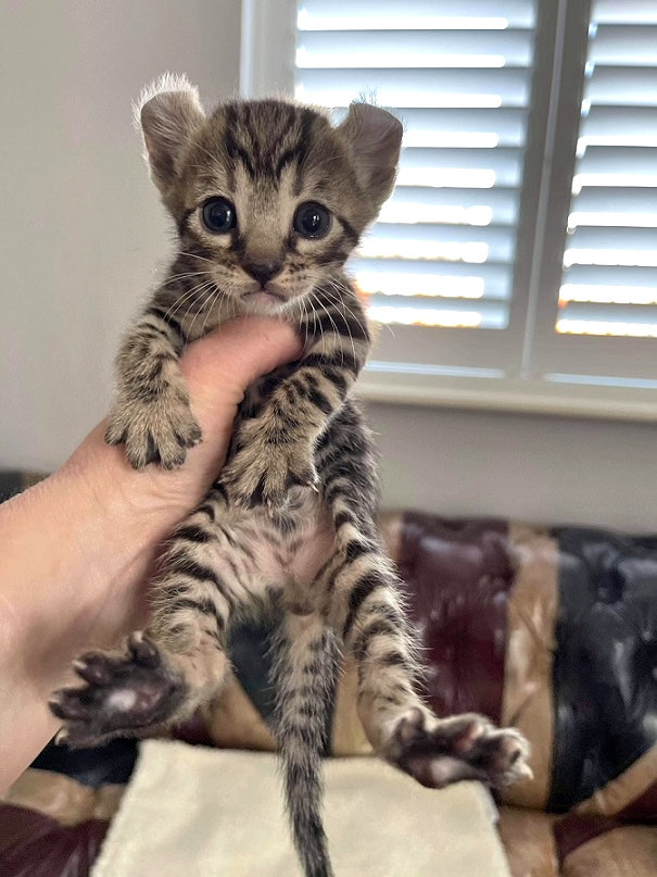 The Kuwait Cats and kittens Adoption and sales email us at