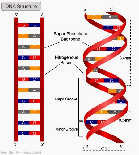 DNA ตอนที่ 1 : DNA คืออะไร และโครงสร้างของ DNA