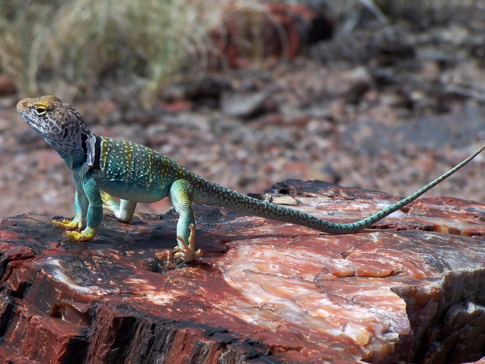 Finding Arizona Collared Lizards