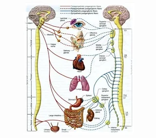 Saraf spinal atau saraf pada Tulang Belakang - berbagaireviews.com