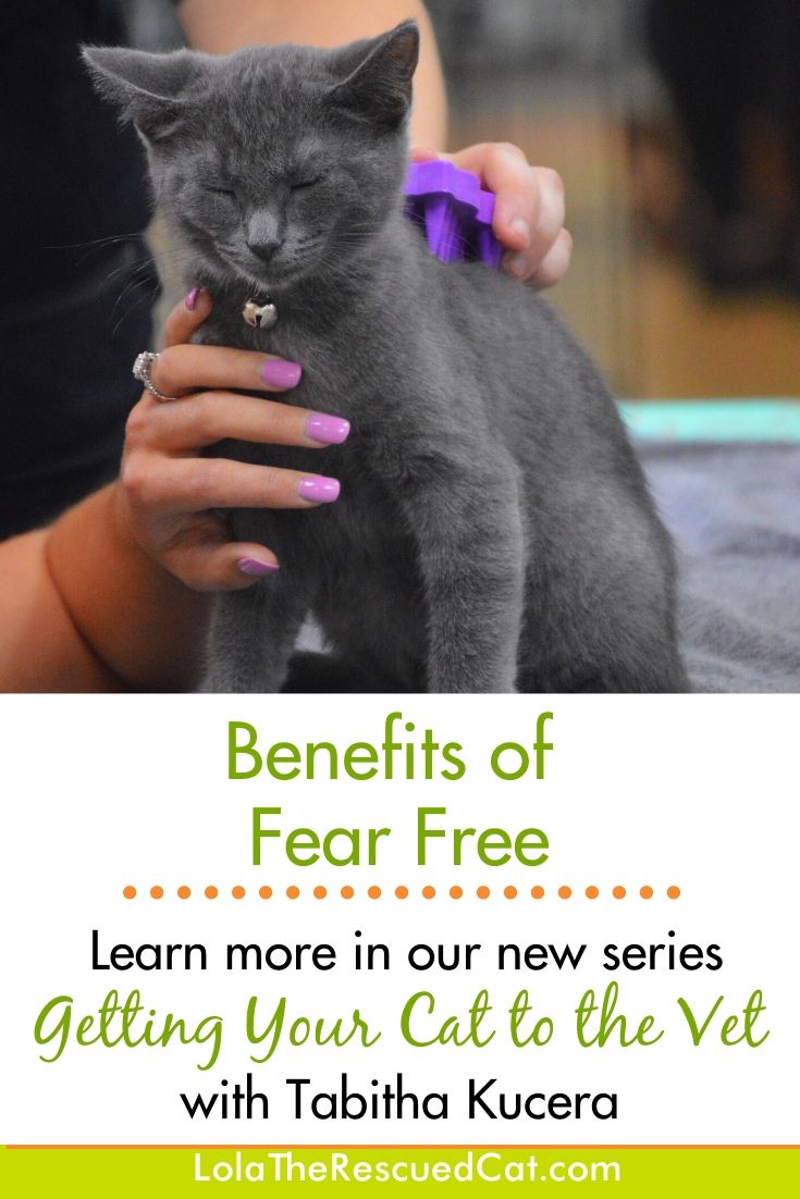 Getting Your Cat to the Vet The Benefits of a Fear Free Vet Visit