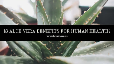 aloe Vera benefits for human health