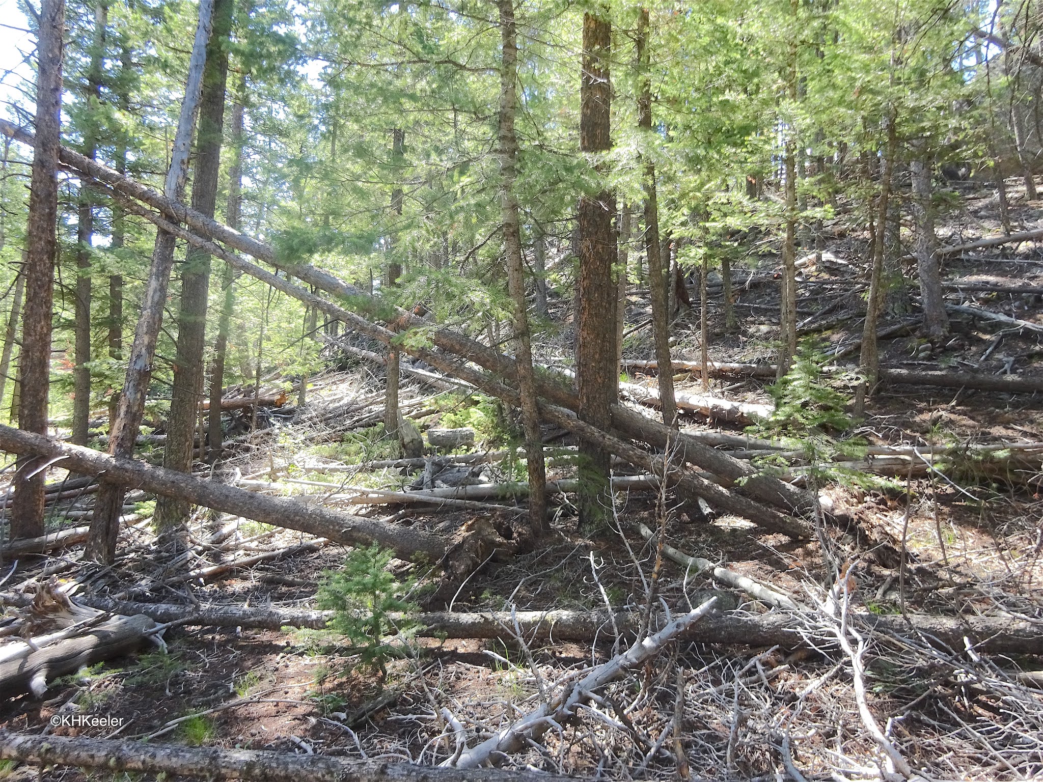 A Wandering Botanist Messy Forests
