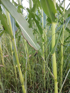 Pest Alert: Armyworm, Aphids and Two-Spotted Spider Mites