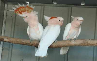 Featured image of post Harga Burung Kakatua Mini Jambul Kuning