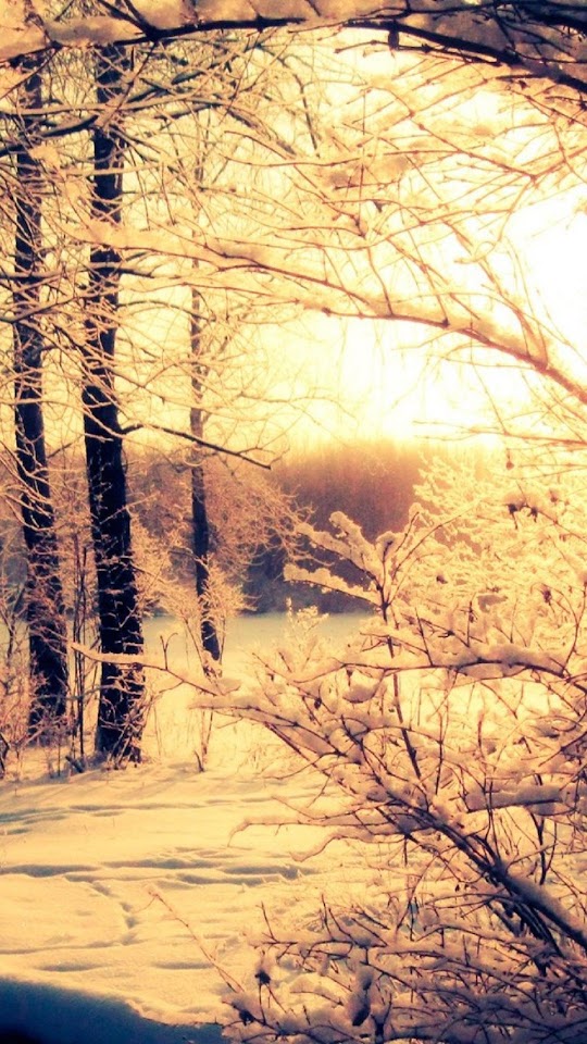   Winter Woods Sunset   Galaxy Note HD Wallpaper