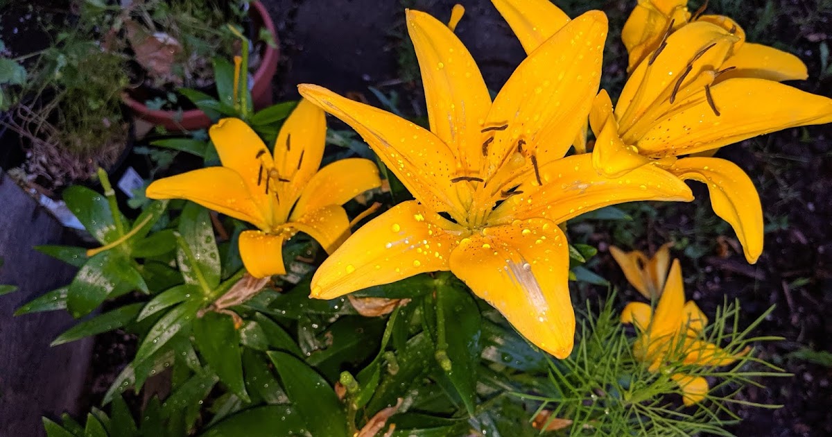 Sprouts What June flowering perennials to grow in Portland, OR
