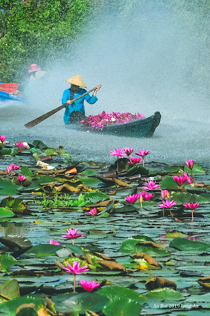 The blossom season of Water Lily Flower in Vietnam