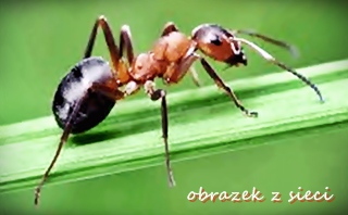 [Obrazek: bajka%2B3%2Bx%2B320.jpg]
