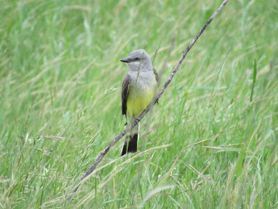 Colusa National Wildlife Refuge California birding hotspot