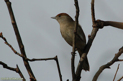 Femella de tallarol de casquet (Sylvia atricapilla)