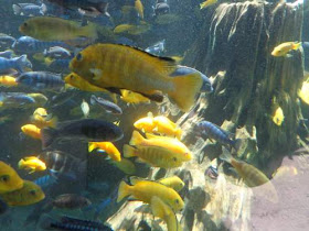 Anywaytohere Tafsir Arti Mimpi Tentang Ikan Menangkap Melihat Dan Pembahasan Terlengkap