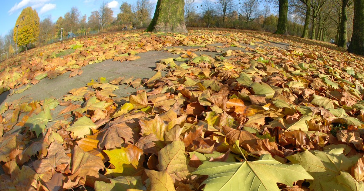 Un Idea Di Vita L Autunno Di Ungaretti