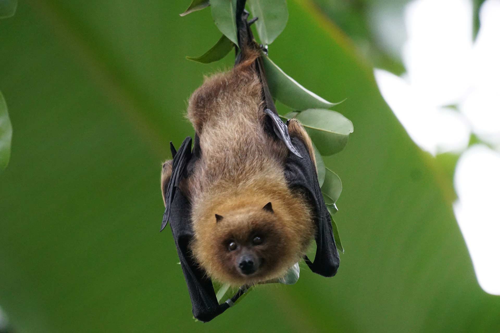 Why do bats hang upside down?
