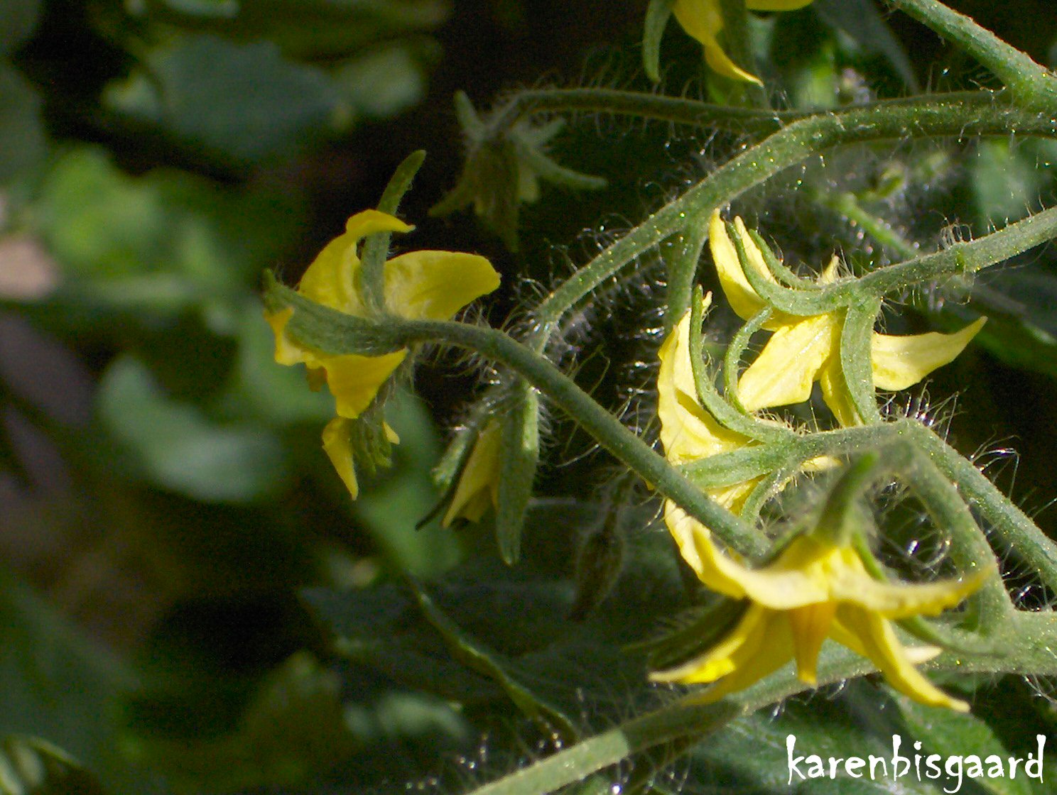 Karen`s Nature Photography Yellow Flowers on Cucumber Plant.