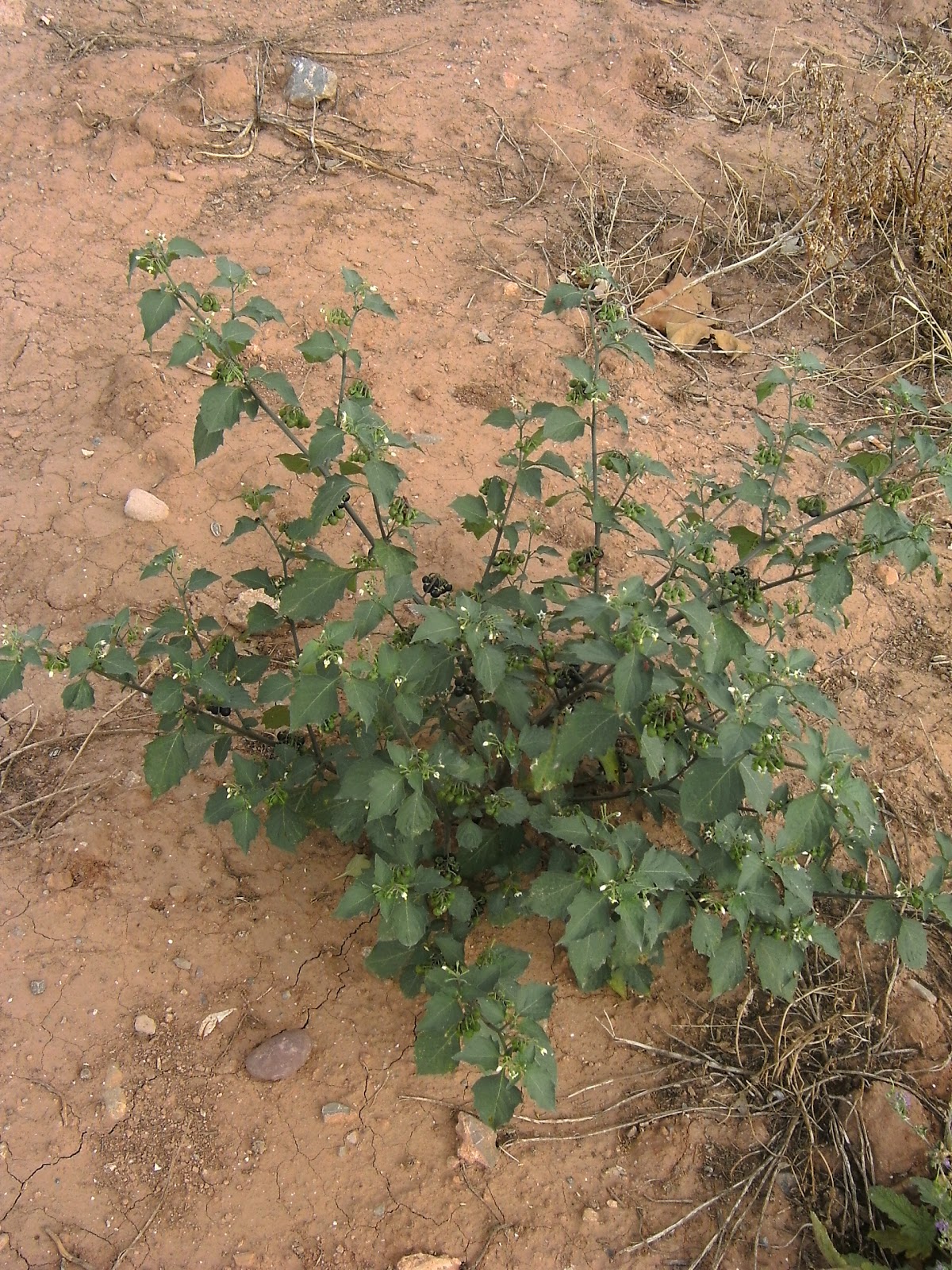 naturconsejos HIERBA MORA (Solanum nigrum)