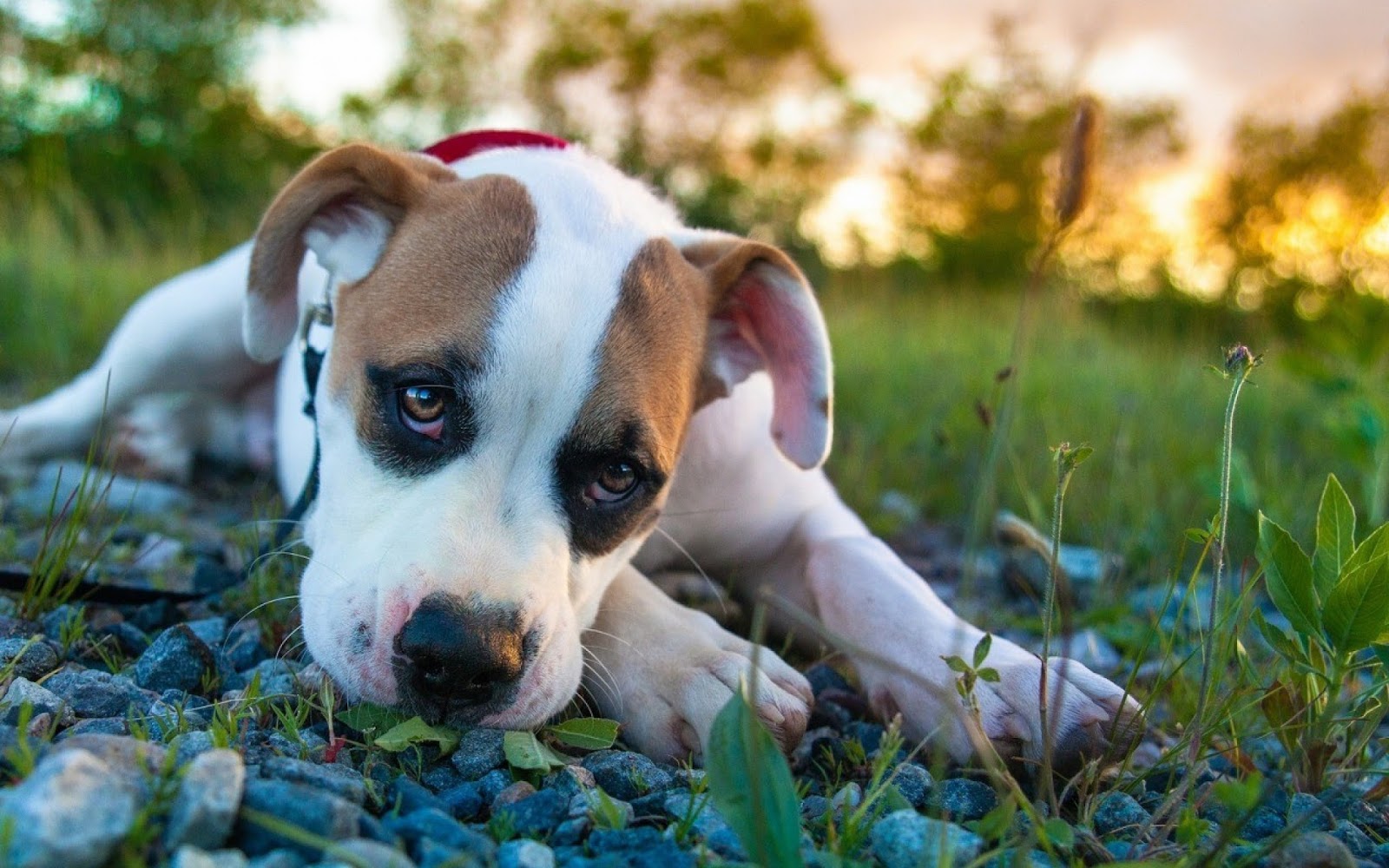 4K Sevimli köpek duvar kağıdı