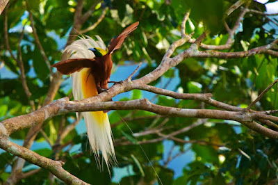 Burung Cendrawasih Burung Cendrawasih