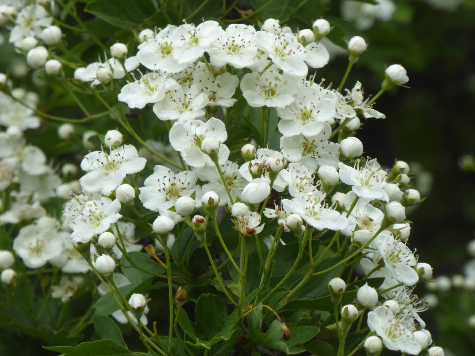 water-hawthorn.jpg