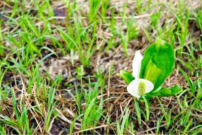大清水湿原の水芭蕉 大清水湿原の水芭蕉