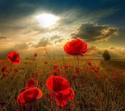 latest hd wallpaper download free high quality mobile wallpapers for