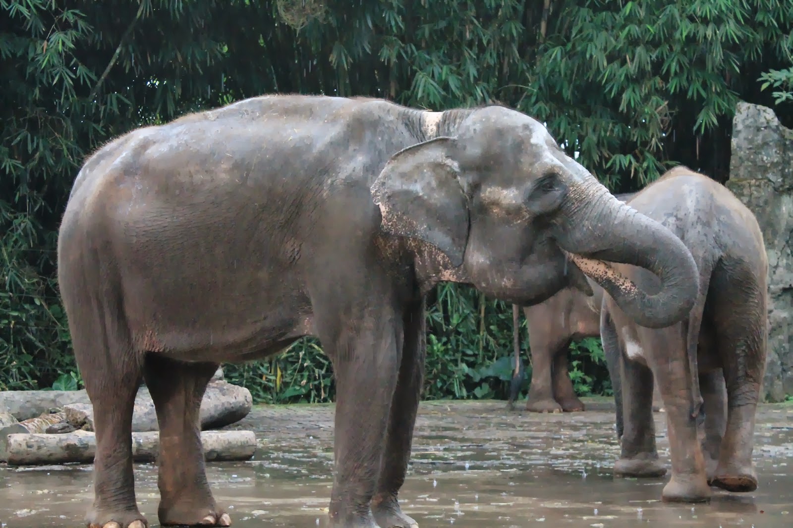 Tamasya Ke Taman Safari