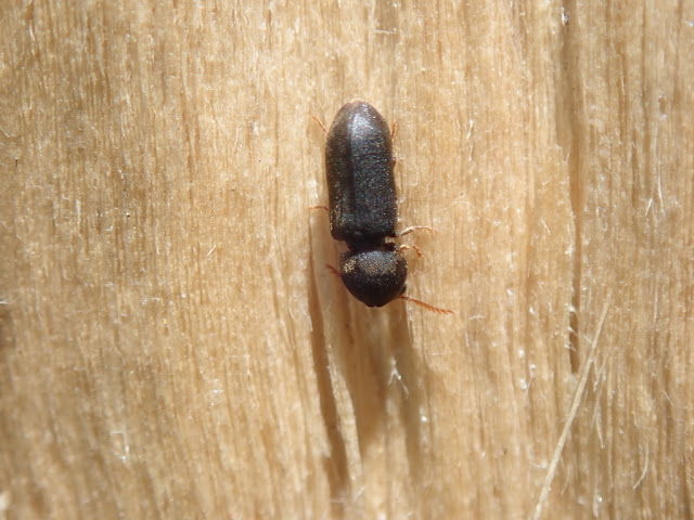 Ptilinus fuscus Ptilinus fuscus