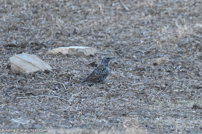 Estornell vulgar (Sturnus vulgaris)