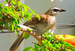 8 Perbedaan Burung Trucukan Jantan Dan Betina Paling Akurat