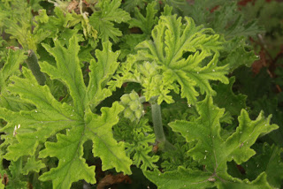 hojas de aroma, artemisa, citronella, sorcilicio o geranio aromo Pelargonium odoratissimum