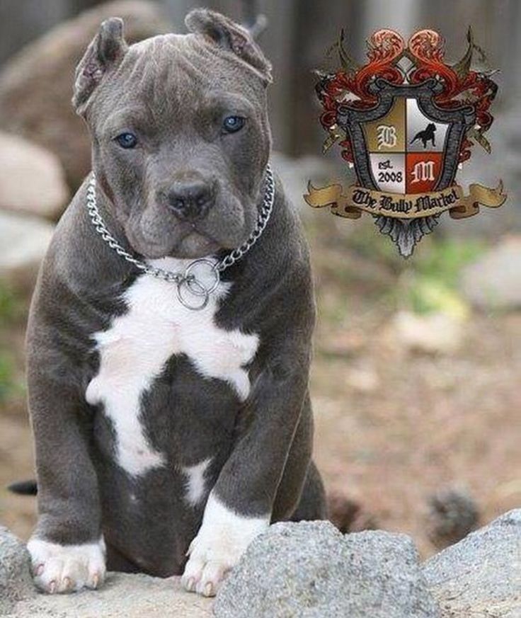 dog cute pitbulls dog