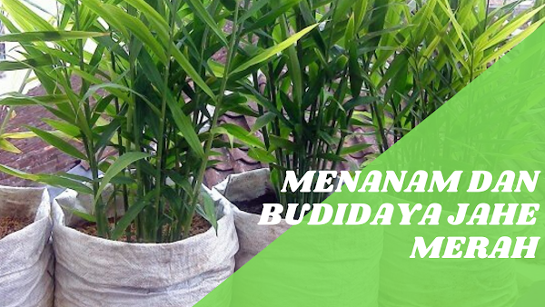 Cara Menanam Jahe Di Lahan Tanah 12 Tahap Dimusim Hujan Dan Kemarau