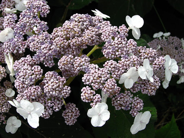 Why Has My Blue Hydrangea Turned Pink The Garden Of Eaden