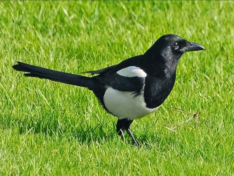 Картинка сорока белобока для детей на белом фоне