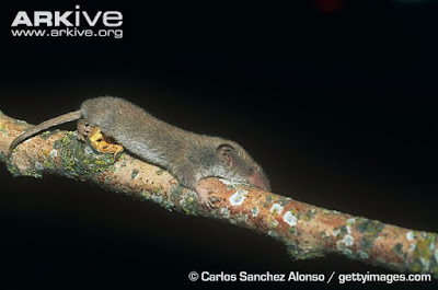 White thooted pygmy Shrew