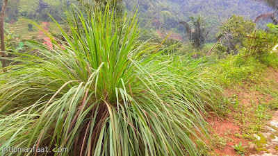 Manfaat Serai Mengusir Nyamuk Berikut Cara Membuatnya  serai atau orang sunda menyebutnya sereh adalah tanaman yang dimanfaatkan batang bagian b Manfaat Serai Mengusir Nyamuk Berikut Cara Membuatnya