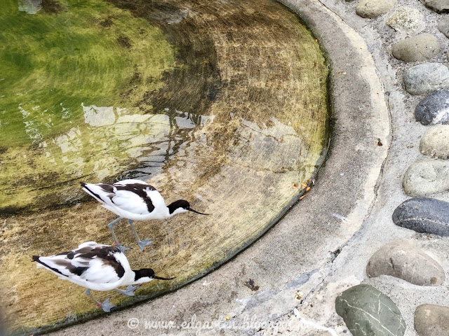 Vögel in der Voliere in Zug Vogelvolieren in der Stadt Zug