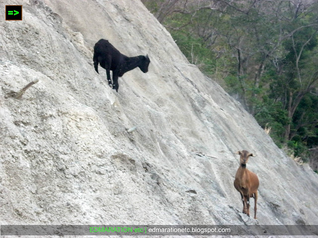 Wild Encounter | Crazy Goats Climbing a Near Vertical Mountain Slope