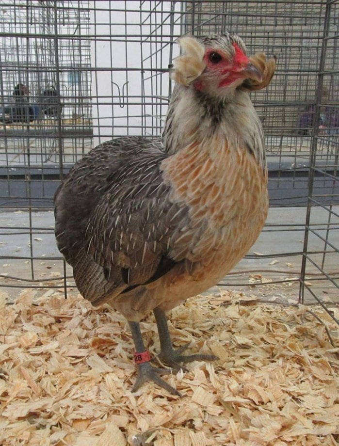 En değerli tavuk türleri - Küpeli Kuyruksuz Araucana