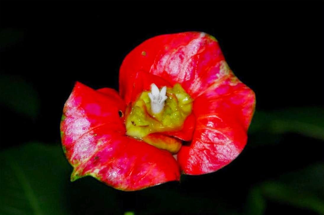 Psychotria elata