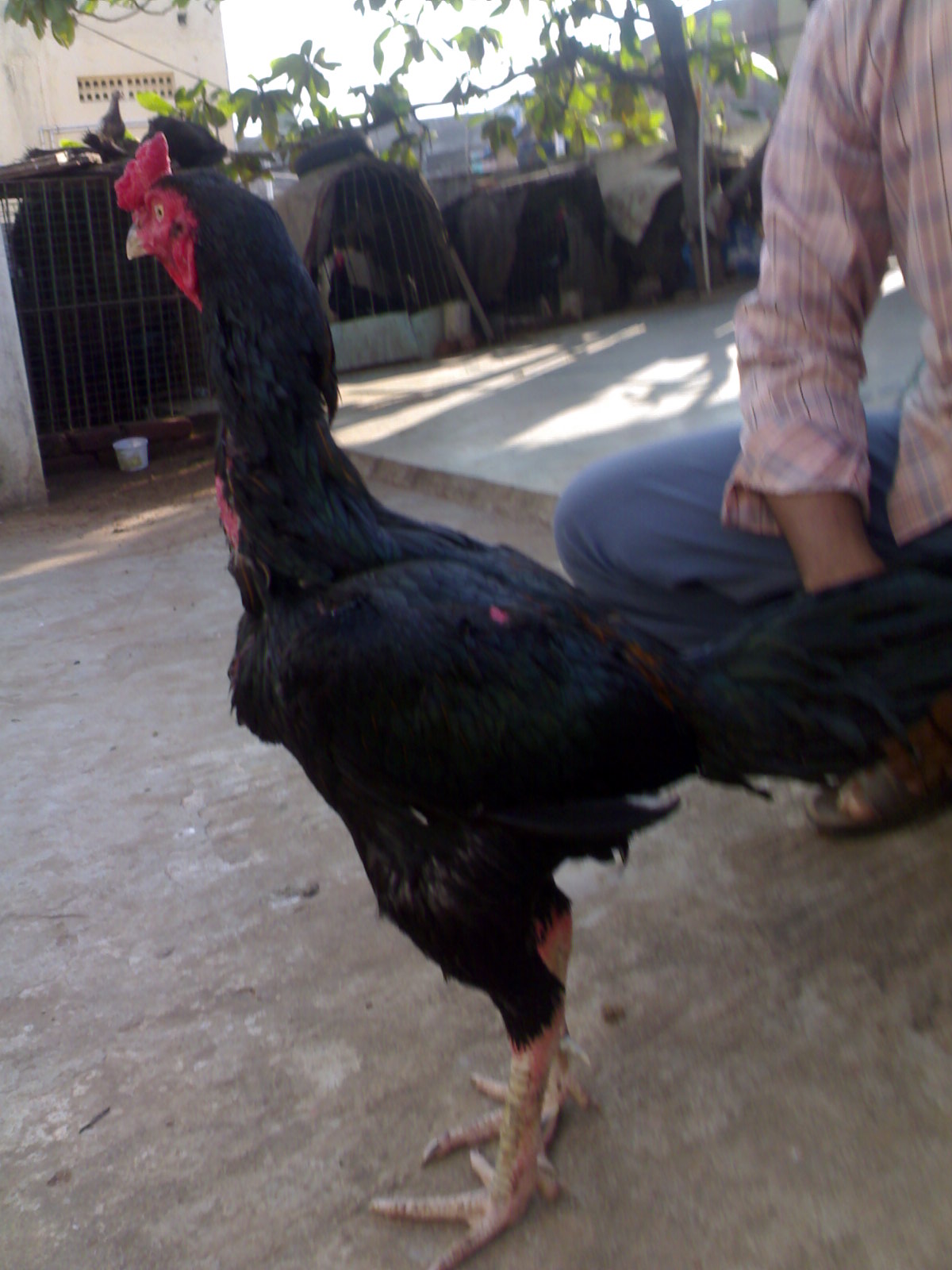 Fighting Rooster: kagar henny asil